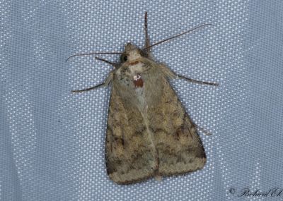 Bomullsknlfly - Scarce Bordered Straw (Helicoverpa armigera)