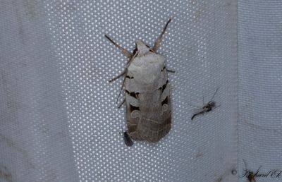 Ljusgrtt jordfly - Autumnal Rustic (Eugnorisma glareosa)