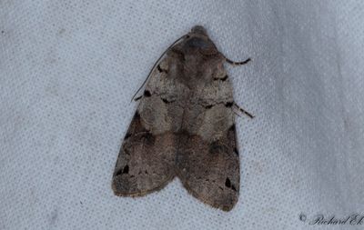 Kantflckigt backfly - Brown-spot Pinion (Agrochola litura)