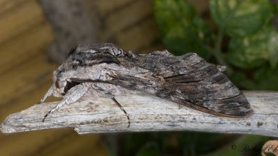Åkervindesvärmare - Convolvulus hawkmoth (Agrius convolvuli)