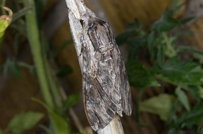 kervindesvrmare - Convolvulus hawkmoth (Agrius convolvuli)