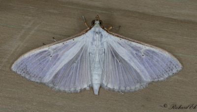 Vitt sydmott - Jasmine moth (Palpita vitrealis)