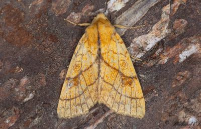 Trestreckat gulvingsfly - Orange Sallow (Tiliacea citrago)