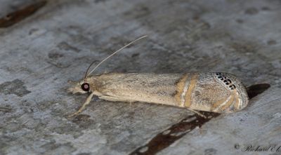Immigrantgräsmott - Necklace Veneer (Euchromius ocellea)