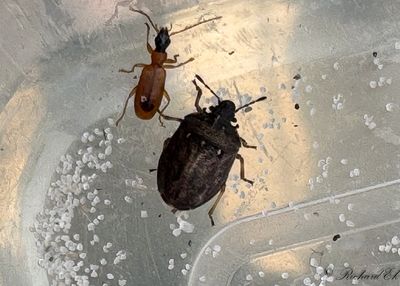 Hammarbrfis (Podops inunctus)
