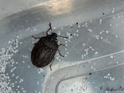Hammarbärfis (Podops inunctus)