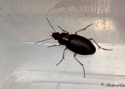 Dynmarklpare (Calathus mollis)