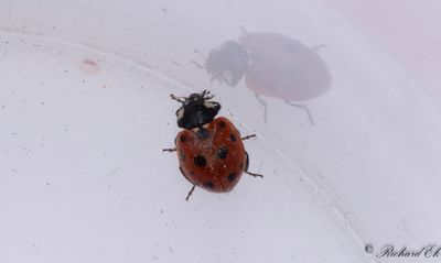 Elvaprickig kustpiga (Coccinella undecimpunctata)