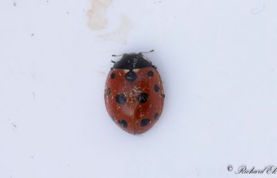 Elvaprickig kustpiga (Coccinella undecimpunctata)