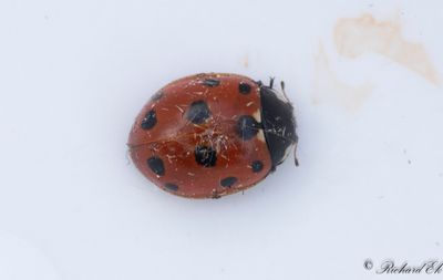 Elvaprickig kustpiga (Coccinella undecimpunctata)
