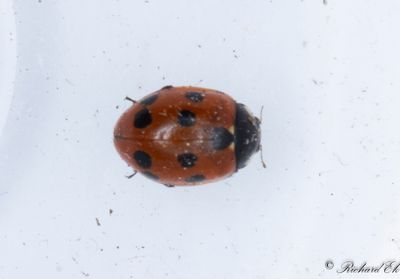 Elvaprickig kustpiga (Coccinella undecimpunctata)
