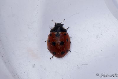 Elvaprickig kustpiga (Coccinella undecimpunctata)