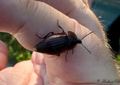 Snckjgare (Phosphuga atrata)