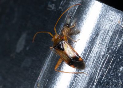 dellvskinnbagge (Megacoelum infusum)