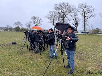 Pygmy Cormorant - twitchers!