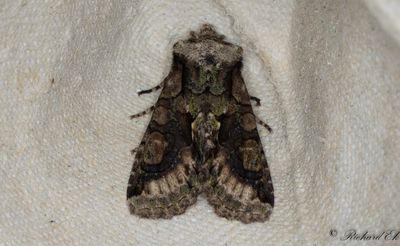 Hagtornsfly - Green-brindled Crescent (Allophyes oxyacanthae)