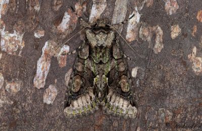 Hagtornsfly - Green-brindled Crescent (Allophyes oxyacanthae)