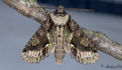 Hagtornsfly - Green-brindled Crescent (Allophyes oxyacanthae)