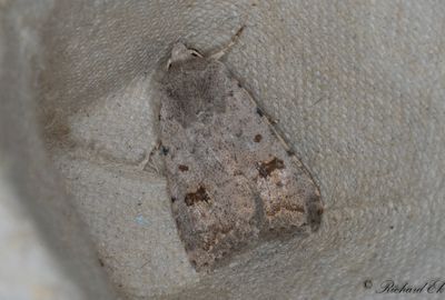 Mrkringat lvfly - Clancy's Rustic (Caradrina kadenii)