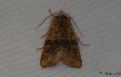 Ockragult gulvingsfly - Dusky-lemon Sallow (Cirrhia gilvago)