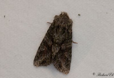 Grnbrunt ekfly - Brindled Green (Dryobotodes eremita)