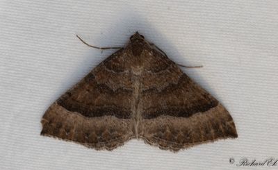 Kattostmätare - The Mallow (Larentia clavaria)