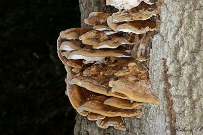 Skillerticka (Inonotus cuticularis)