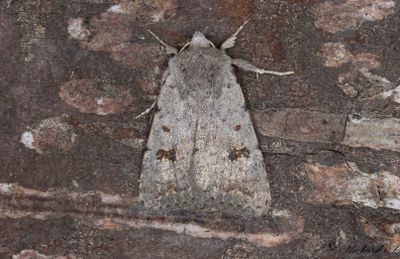 Mörkringat lövfly - Clancy's Rustic (Caradrina kadenii)