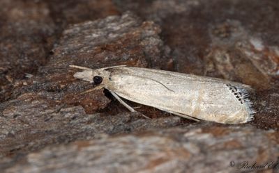 Immigrantgrsmott - Necklace Veneer (Euchromius ocellea)