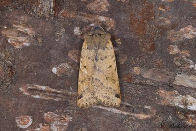 Streckbackfly - Beaded Chestnut (Agrochola lychnidis)