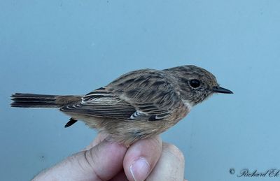 Svarthakad buskskvätta - European Stonechat (Saxicola rubicola)