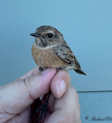 Svarthakad buskskvätta - European Stonechat (Saxicola rubicola)