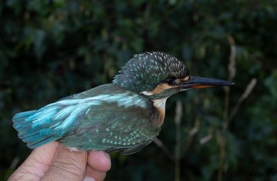 Kungsfiskare - Common Kingfisher (Alcedo atthis)