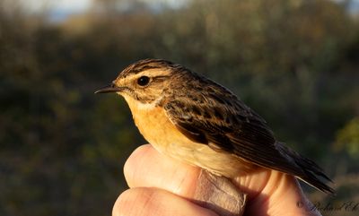 Buskskvätta - Whinchat (Saxicola rubetra)