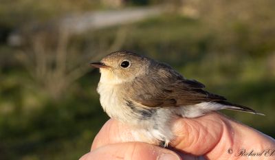 Mindre flugsnappare - Red-breasted Flycatcher (Ficedula parva)