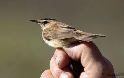 Sävsångare - Sedge Warbler (Acrocephalus schoenobaenus)