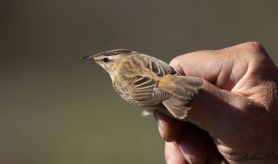 Sävsångare - Sedge Warbler (Acrocephalus schoenobaenus)