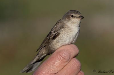 Höksångare - Barred Warbler (Sylvia nisora)