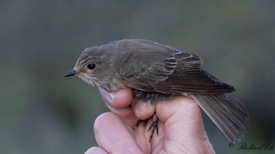 Grå flugsnappare - Spotted Flycatcher (Muscicapa striata)