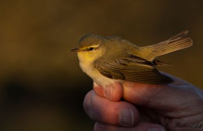 Grönsångare - Wood Warbler (Phylloscopus sibilatrix)
