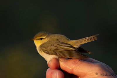 Grönsångare - Wood Warbler (Phylloscopus sibilatrix)