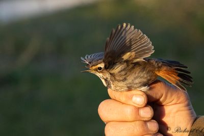 Blåhake - Bluethroat (Luscinia svecica)