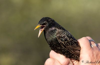 Stare - Common Starling (Sturnus vulgaris)