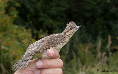 Göktyta - Eurasian Wryneck (Jynx torquilla)