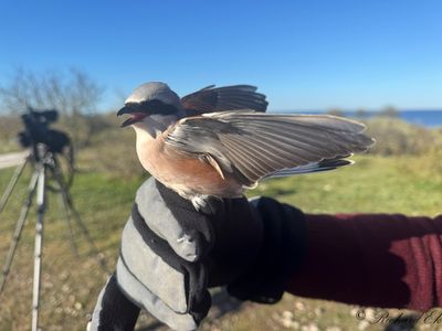 Törnskata - Red-backed Shrike (Lanius collurio)
