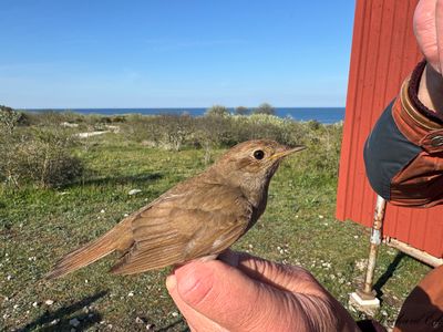 Näktergal - Thrush Nightingale (Luscinia luscinia)
