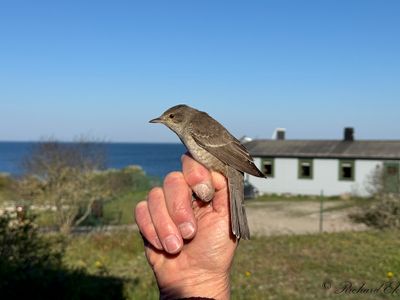 Höksångare - Barred Warbler (Sylvia nisora)