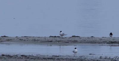 Skräntärna - Caspian Tern (Sterna caspia)
