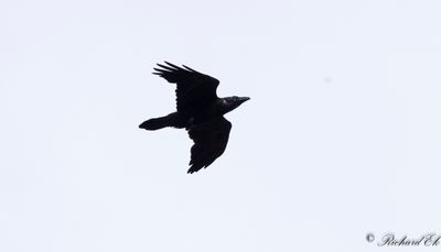 Korp - Raven (Corvus corax)