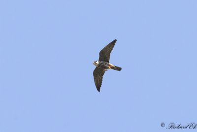 Lärkfalk - Hobby (Falco subbuteo)